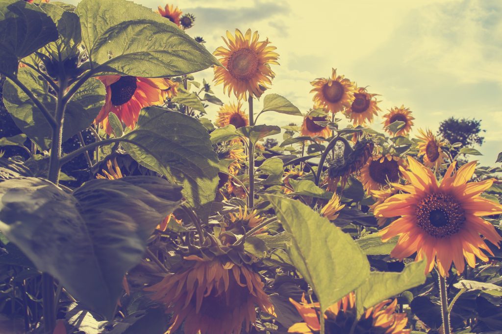 efekt retro słoneczniki